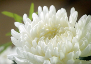 写真：白い花